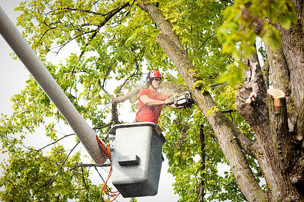 The Steps Involved in Our Tree Care Process in Zwolle, LA